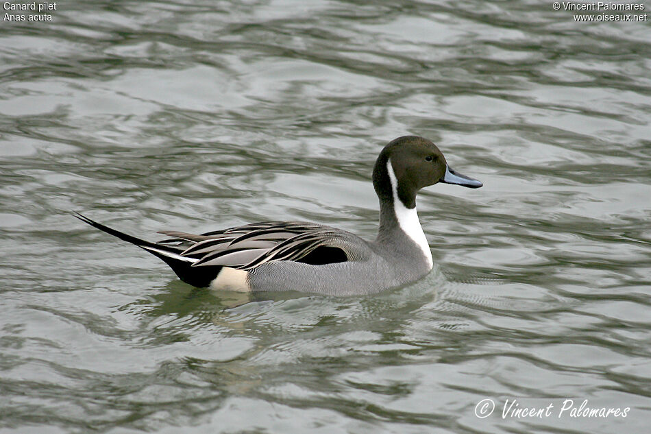 Canard pilet mâle