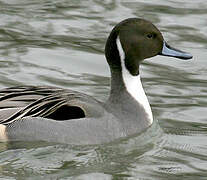 Northern Pintail