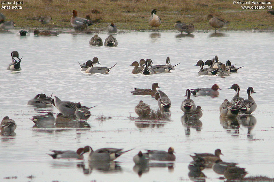 Canard pilet