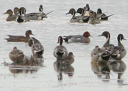 Canard pilet