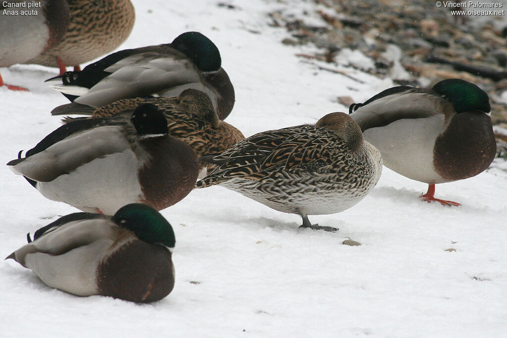 Canard pilet