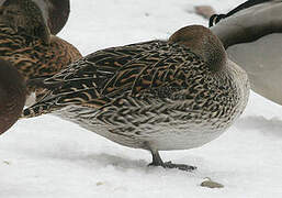 Northern Pintail