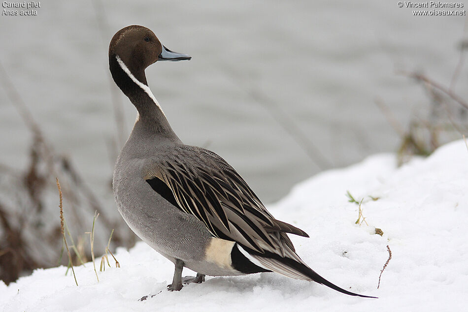 Canard pilet mâle