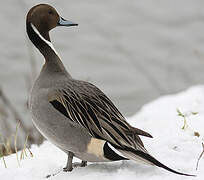 Northern Pintail