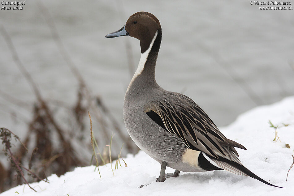 Northern Pintail male