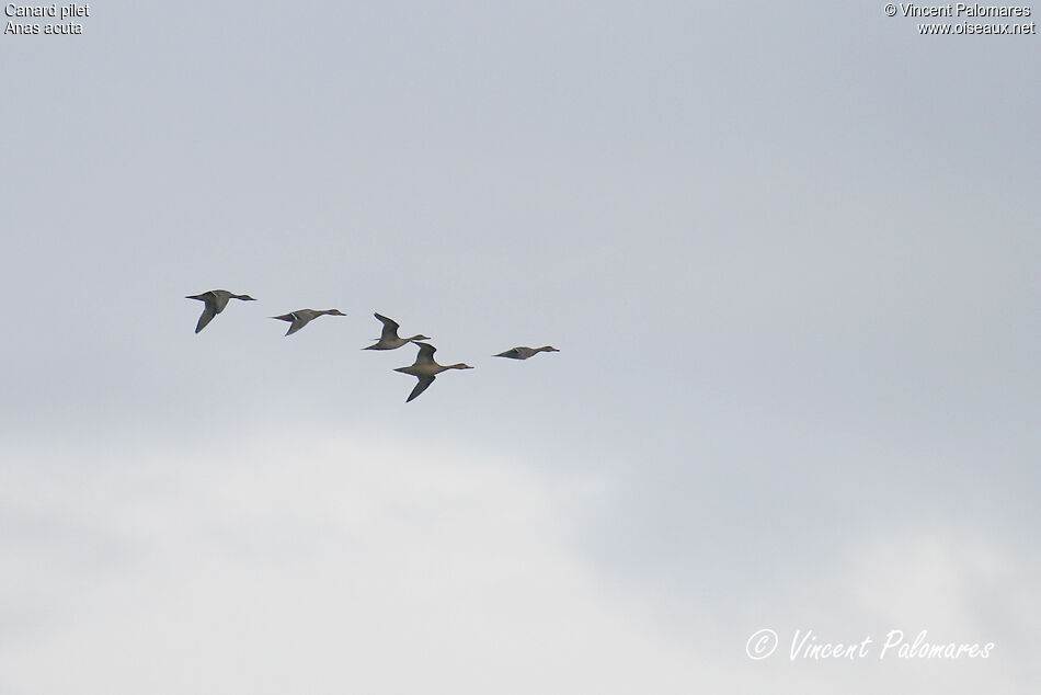 Canard pilet