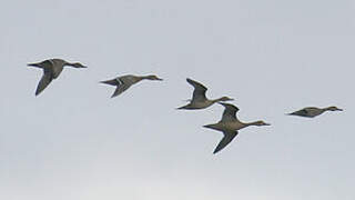 Northern Pintail