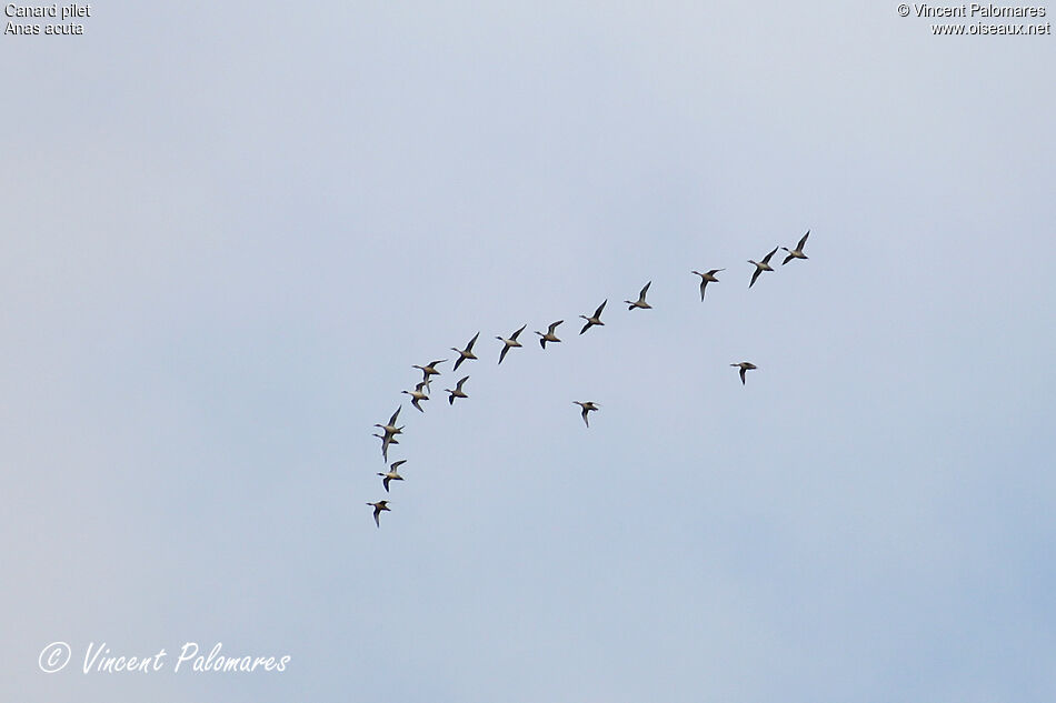 Northern Pintail