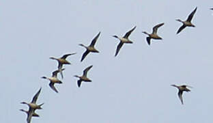 Northern Pintail