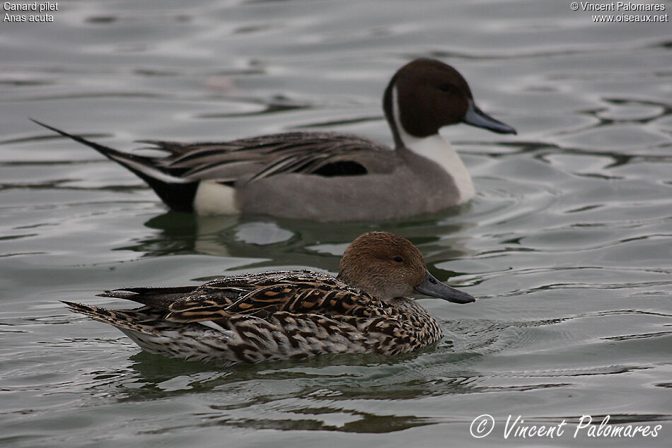 Canard pilet 