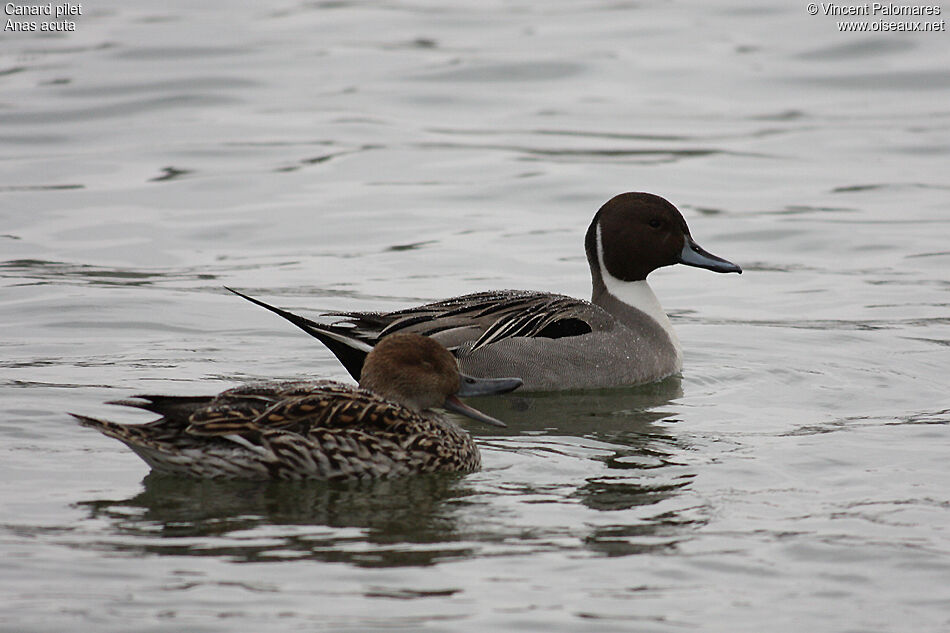 Canard pilet 