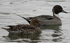 Canard pilet