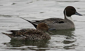 Northern Pintail