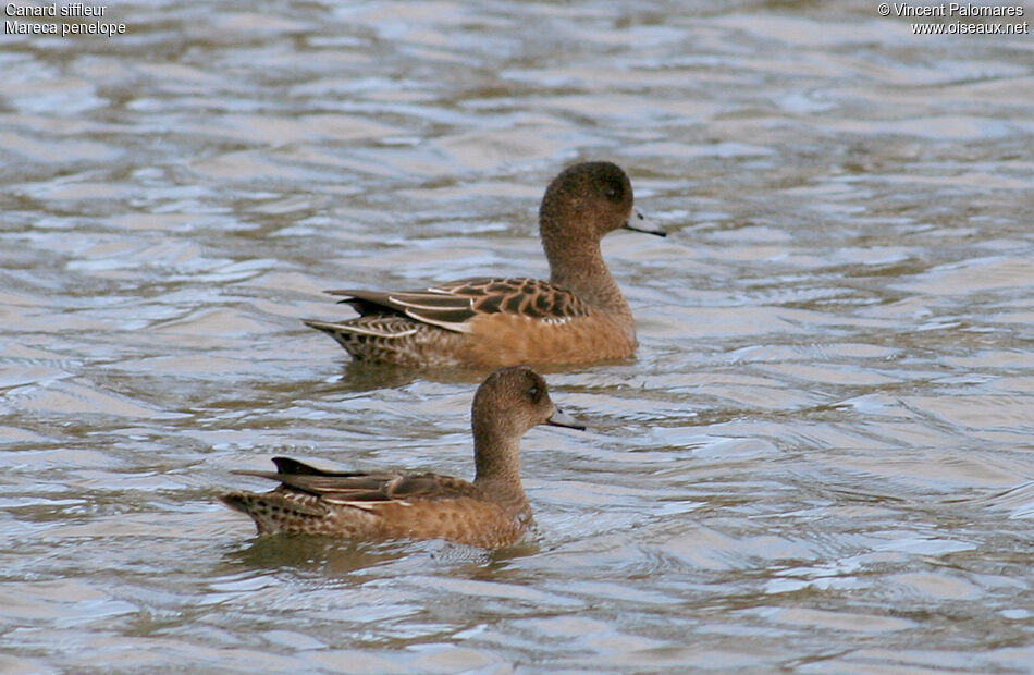 Canard siffleur 