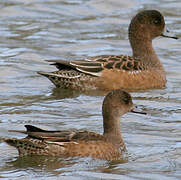 Canard siffleur