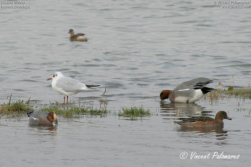 Canard siffleur 