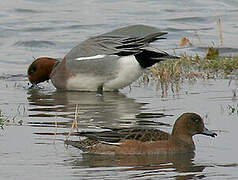 Eurasian Wigeon