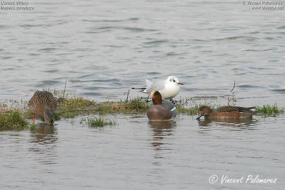 Eurasian Wigeon