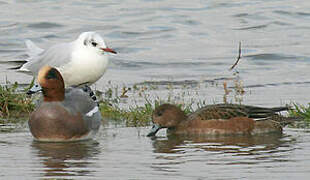 Canard siffleur