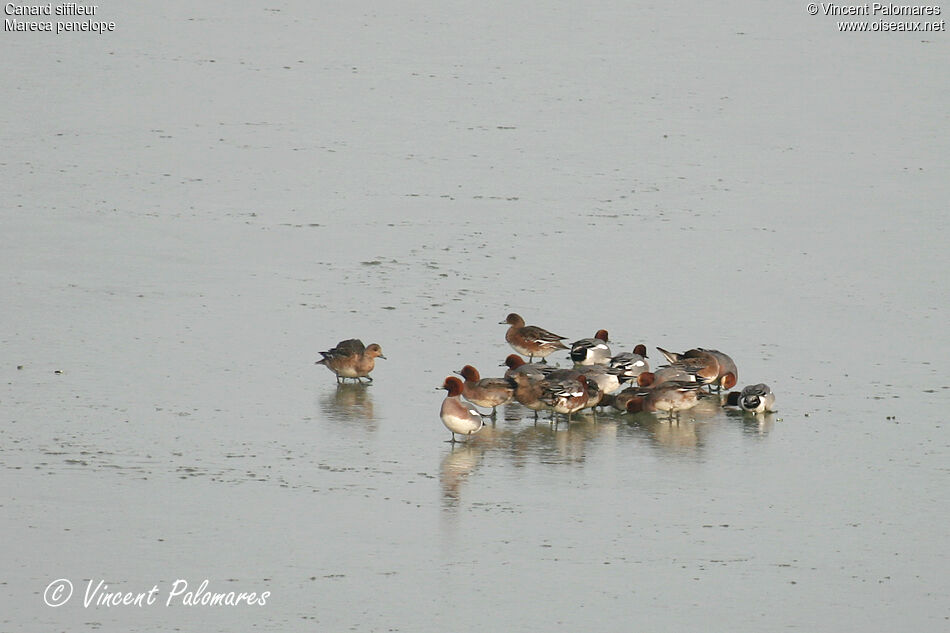 Canard siffleur