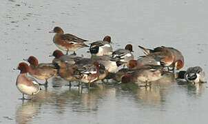 Eurasian Wigeon