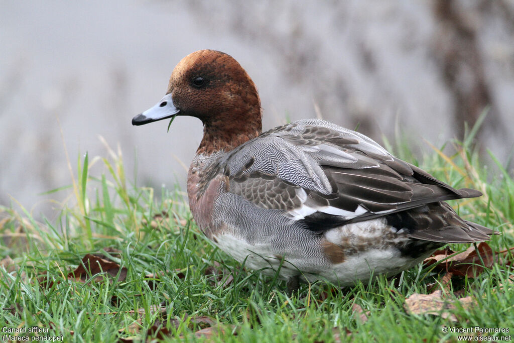 Canard siffleur mâle