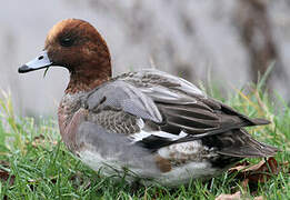 Eurasian Wigeon