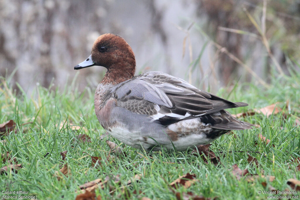 Canard siffleur mâle