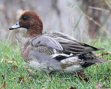 Eurasian Wigeon