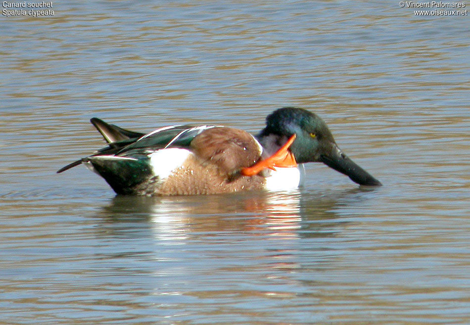 Canard souchet