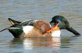 Canard souchet