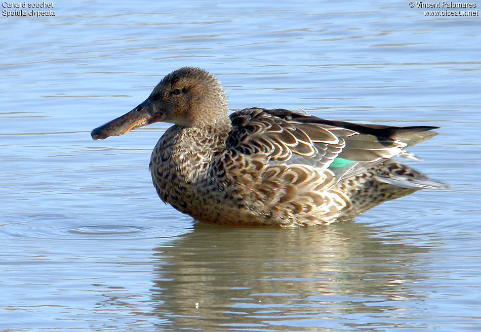 Canard souchet