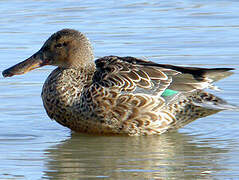 Canard souchet