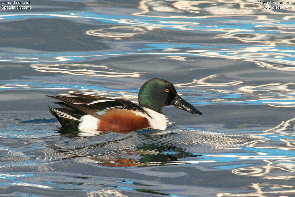 Canard souchet