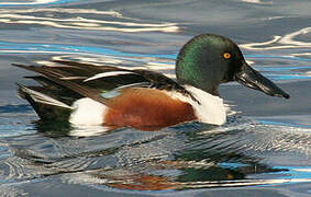 Canard souchet