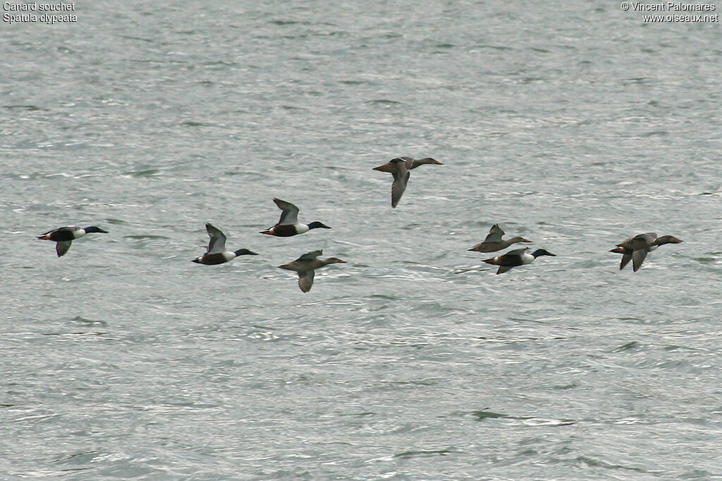 Northern Shoveler