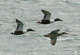 Northern Shoveler