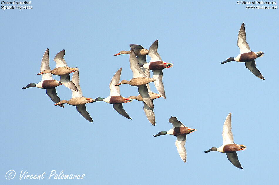 Canard souchet