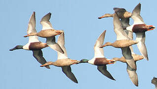 Northern Shoveler