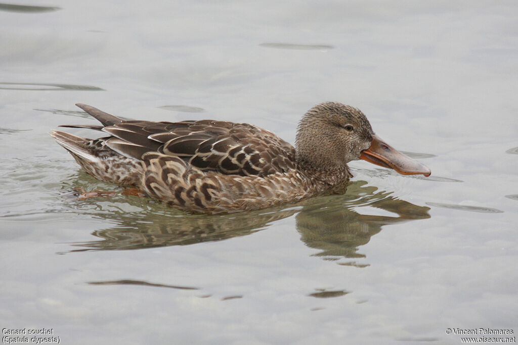 Canard souchet femelle