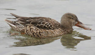 Canard souchet