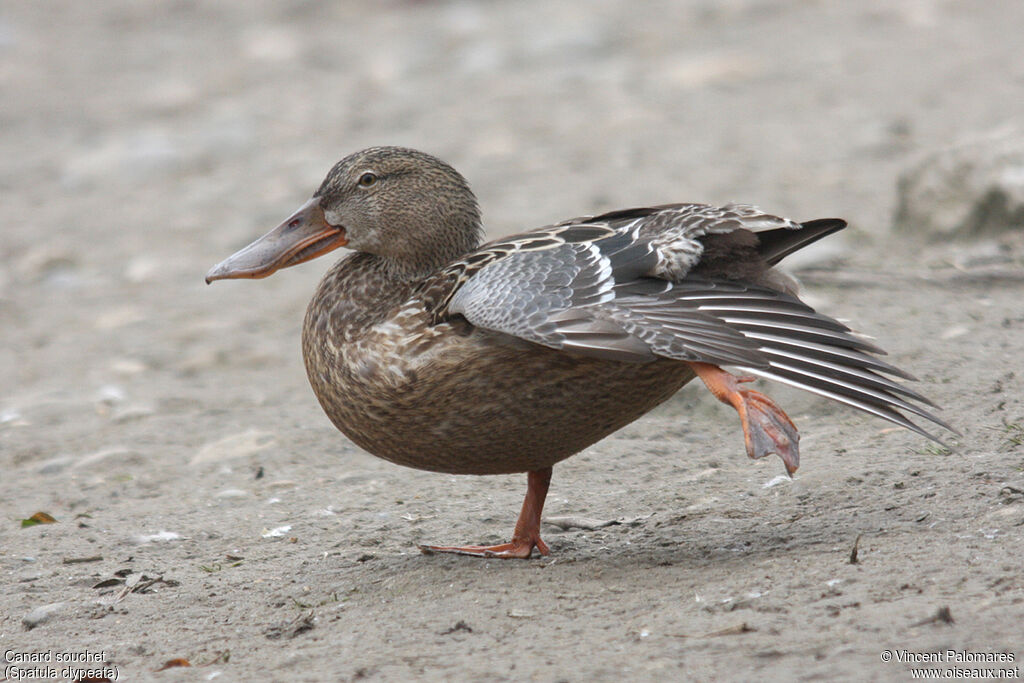 Canard souchet femelle