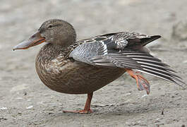 Northern Shoveler