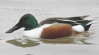 Northern Shoveler