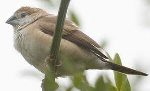 Indian Silverbill