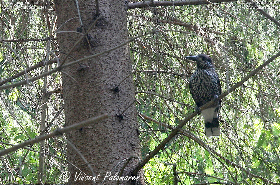 Spotted Nutcracker