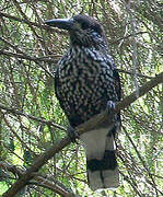 Spotted Nutcracker