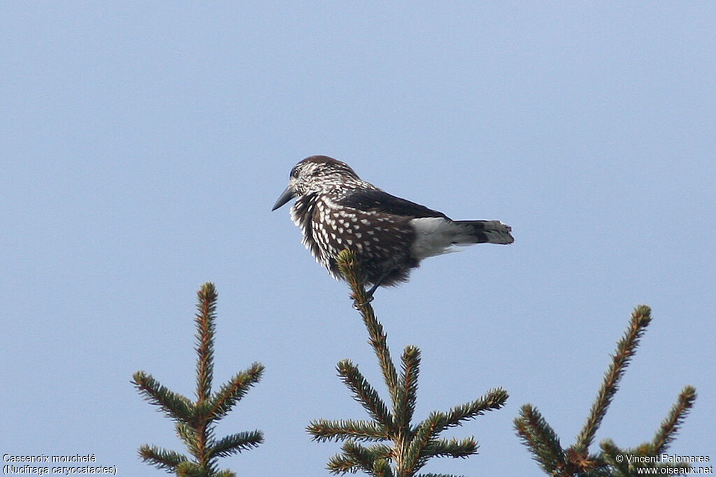 Cassenoix moucheté