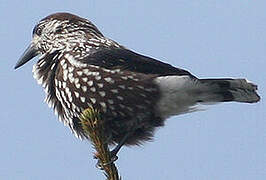 Spotted Nutcracker