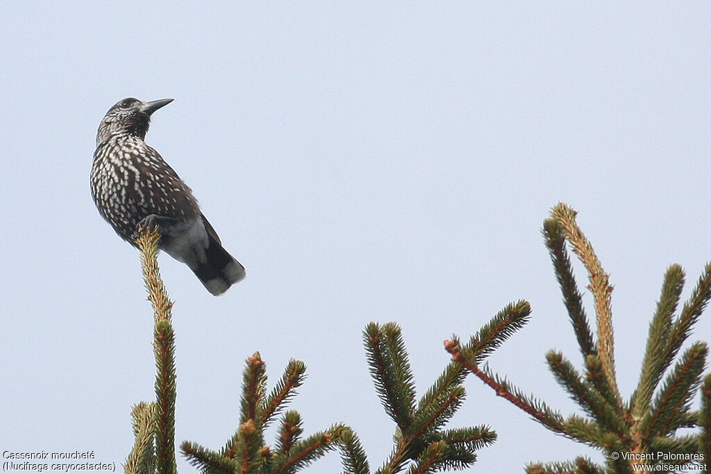 Spotted Nutcracker